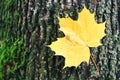 Autumn leaf on a tree