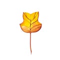 Autumn leaf - Tuliptree. Autumn maple leaf isolated on a white background. Watercolor illustration. Royalty Free Stock Photo