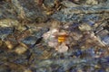 Autumn leaf under water