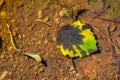 Autumn leaf under water surface