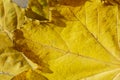 Autumn leaf up close. Maple leaf close-up. Yellow leaf close shooting. The veins of the fallen leaf are yellow.