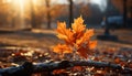 Autumn leaf, vibrant colors, beauty in nature, maple tree, sunlight generated by AI