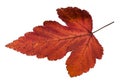 autumn leaf of viburnum tree isolated on white
