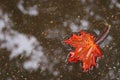 Autumn leaf in water Royalty Free Stock Photo