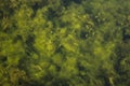 Autumn Leaf On The Water. Algae Under Water. Beautiful Natural Background