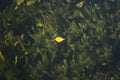 Autumn Leaf On The Water. Algae Under Water. Beautiful Natural Background