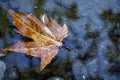 Autumn leaf on the water candid image