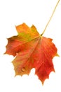 Autumn leaf with water drop Royalty Free Stock Photo