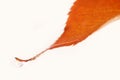 Autumn leaf with water drop Royalty Free Stock Photo