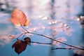 autumn leaf on water with water droplets in the background Royalty Free Stock Photo