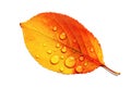 Autumn Leaf, Water Droplets