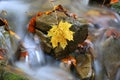 autumn leaf on wet stone Royalty Free Stock Photo