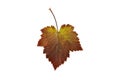 Autumn leaf on a white background. An isolated object.