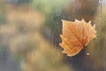 Autumn leaf on window in raindrops Royalty Free Stock Photo