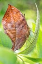 Autumn Leaf Wing Butterfly - Doleschallia bisaltide Royalty Free Stock Photo