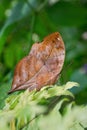 Autumn Leaf Wing Butterfly - Doleschallia bisaltide Royalty Free Stock Photo