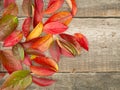 Autumn red leaf on woodenbackground