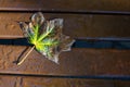 Autumn leaf on wood background top view orange leaf on old gru Royalty Free Stock Photo
