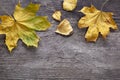 Autumn leaf on wood black background top view orange leaf on old grunge wood deck, copy space, top view