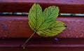 Autumn leaf on a wooden bench close-up Royalty Free Stock Photo