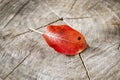 Autumn leaf on a wooden saw. A red pear leaf lies on a wooden deck. On a wooden table lies a fallen leaf from a sinful