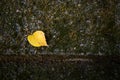 Autumn leaf