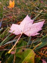 Autumn leaf on yellowed grass. Yellow leaf with raindrops Royalty Free Stock Photo