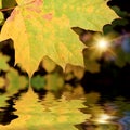 The autumn leafage Royalty Free Stock Photo