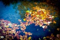Autumn leafage float in water