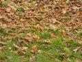 Autumn leafage foliage - fallen leaves on the lawn fall