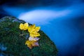 Autumn leafage on green moss Royalty Free Stock Photo