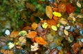 Autumn leafage in water Royalty Free Stock Photo