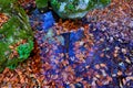 Autumn leafage in water Royalty Free Stock Photo