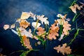 Autumn leafage on water surface Royalty Free Stock Photo