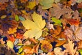 Autumn leafage on water surface Royalty Free Stock Photo