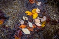 Autumn leafage on water surface in puddle Royalty Free Stock Photo