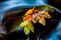 Autumn leafage on wet stone Royalty Free Stock Photo