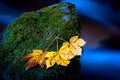 Autumn leafage on wet stone Royalty Free Stock Photo