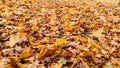 Autumn leaffall. Yellow, red leaves lie on the ground. Pile of fallen foliage. Royalty Free Stock Photo