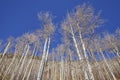 Autumn leafless birch trees on a sunny day.