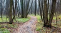 Autumn leafless forest