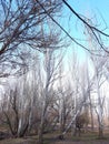 Autumn leafless trees