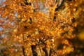Autumn leafs Royalty Free Stock Photo