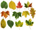 Autumn leafs Royalty Free Stock Photo