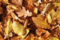 Autumn leafs Royalty Free Stock Photo