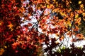 Autumn leafs Cefn Onn Park Cardiff