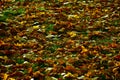 Autumn leafs colourful carpet