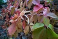 Autumn leafs covering wall made of rock, detail