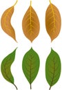 Autumn leafs foliage falling graphic illustrated colours brown green