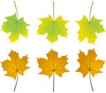 Autumn leafs foliage falling graphic illustrated colours gold orange green